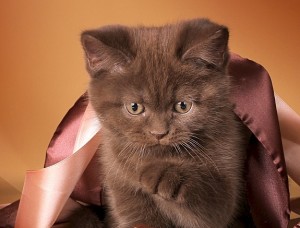 Шоколадный бриатнский котенок       